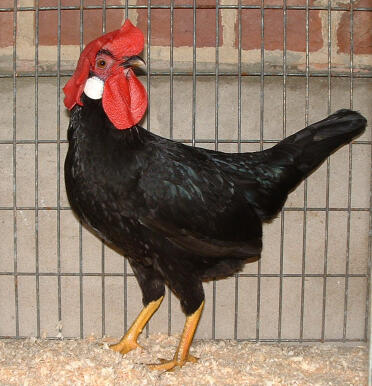 Chicken posing for camera