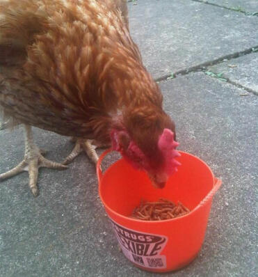 Tubtrugs micro tubs make great scoops for chicken food and treats!