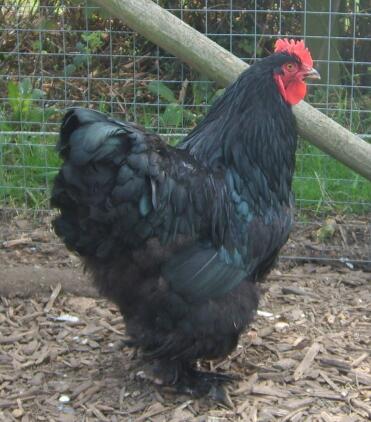 Chicken in run looking outside