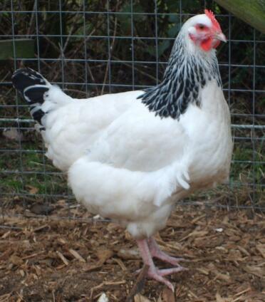 White chicken in run