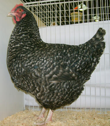 Marans chicken