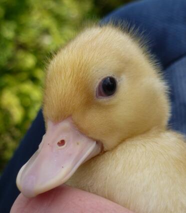 White Call Duck - 3 weeks old