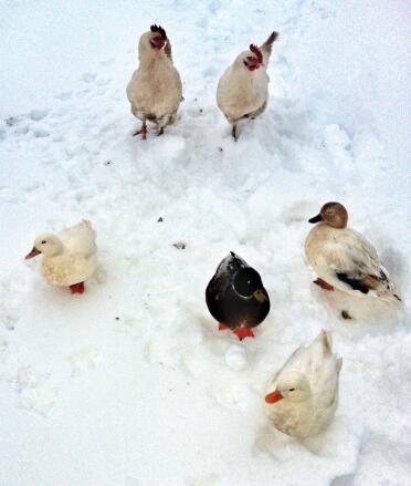 Calls ducks in snow