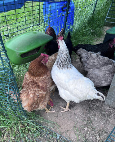Our hens' favorite manGeoire