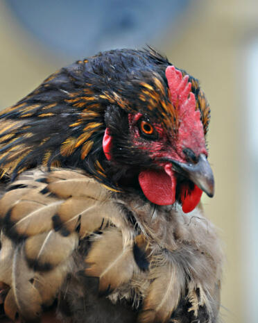 Close up of chicken