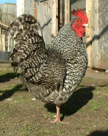 Bantam Cuckoo Marans cockerel