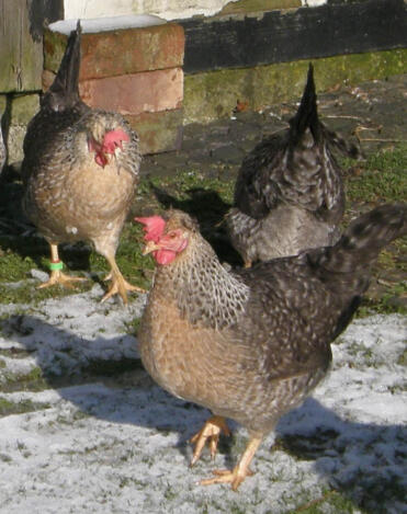 Cream Legbar Hens