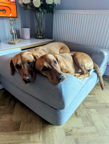 Circe and rua sharing the bed!!