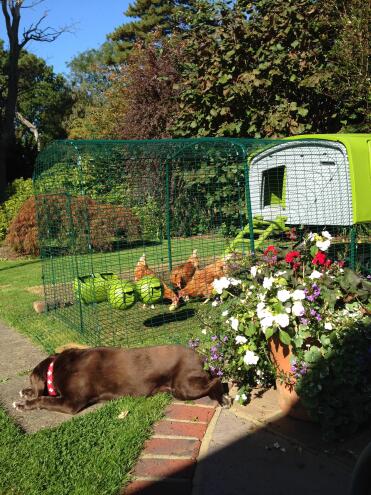 Poppy the dog loves the chickens too!