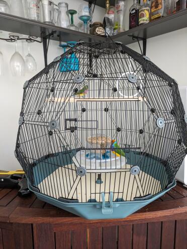 My finches love their new home.