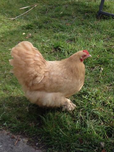 Nelly our greedy and very friendly pekin