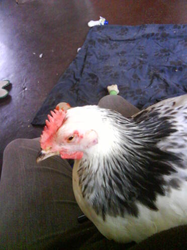 Ragina Got a little hen peckt