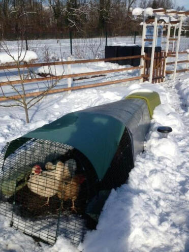 Chickens were cosy in the Eglu Go , even in temperatures of minus 12 in france