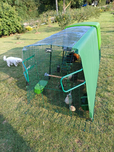 Hens in the shade!