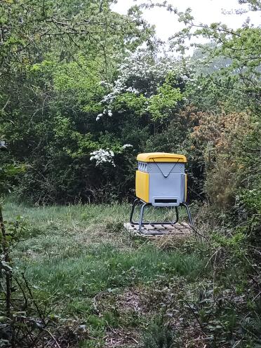 Bees in the forest