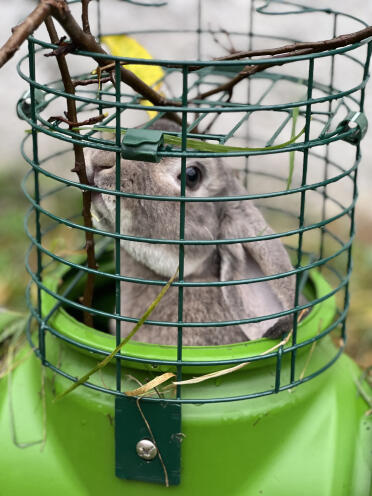 Gnome loves to look up through the lookout tower