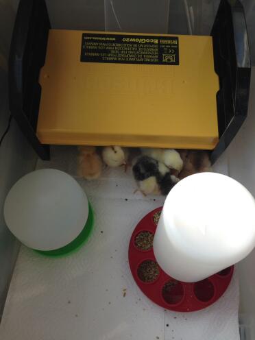 Chicks enjoying their ecoglow
