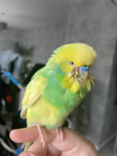This is buddy, he’s little over 4yrs an he’s started to loose feathers an skin around his beak