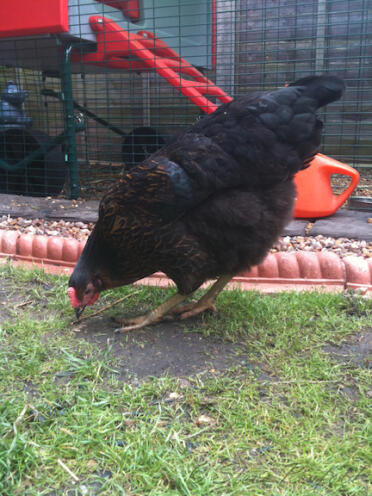 Chicken pecking with red Eglu chicken coop in the background