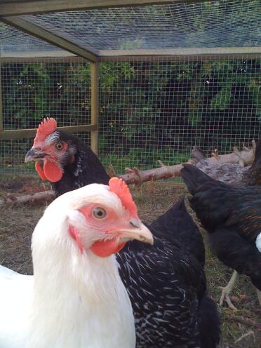 Hatching a plan! 