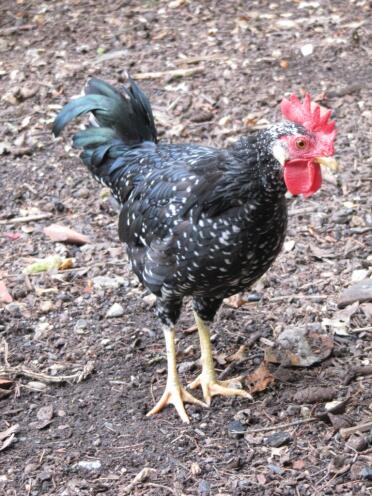 Chicken outside