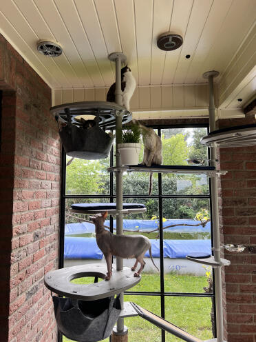 The cats are so happy with the Omlet Freestyle climbing post