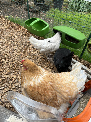 Judy, alice and evie enjoying the Omlet run