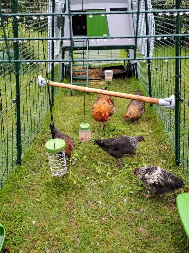 Hedemora hens in 4 m Eglu Cube with farm and entertainment. 