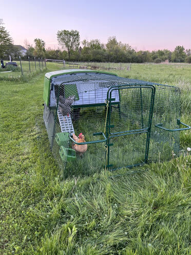The chickens like their new home. 