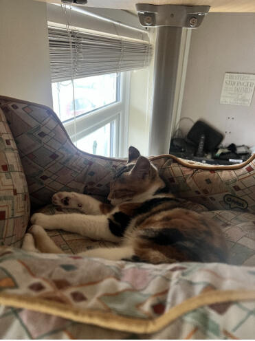 Biscuit loves her bed.