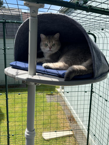 Enjoying the freestyle cat tree