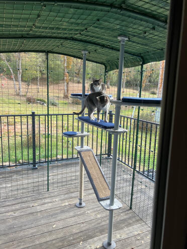 They are SO happy with their Catio.
