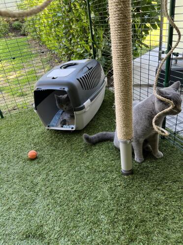 First visit in the outdoor enclosure, later the sisal rope was scratched quite violently
