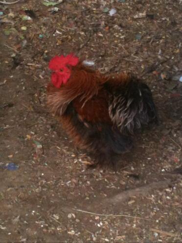 Our new frizzle rooster... he is so beautiful