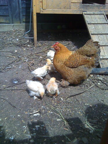 Pekin mum and chicks