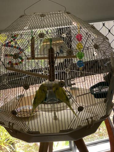 My green & Gold happy aussie budgies bros., sunny & lunar love their Geo cage