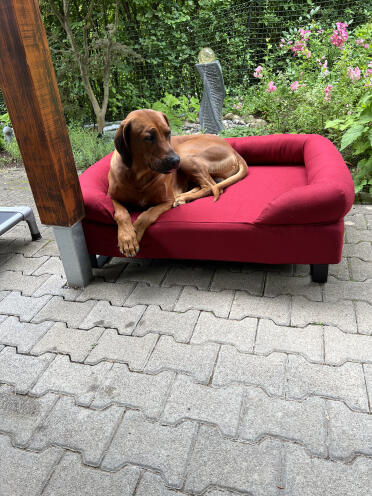 Great bed for our bayo! the feet were delivered and mounted later - everything is great! own chic sofa, is well received from the beginning! favorite place to chill in the living room!