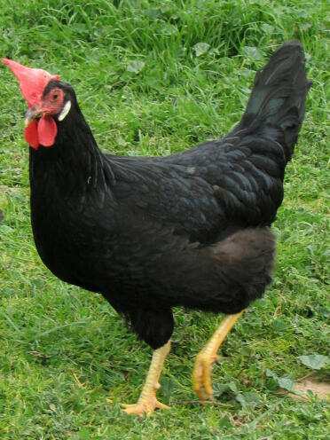 Blake the Black Leghorn