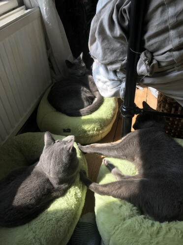 3 russian blues in their doughnuts!