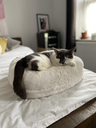 My cat loves her new Omlet doughnut bed! 