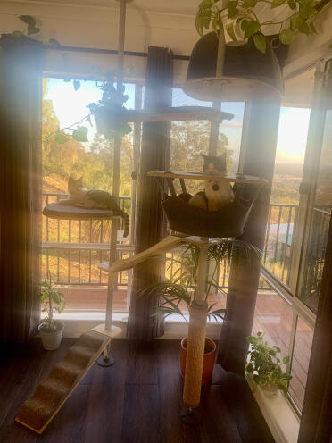 My cats enjoying their beautiful cat tree