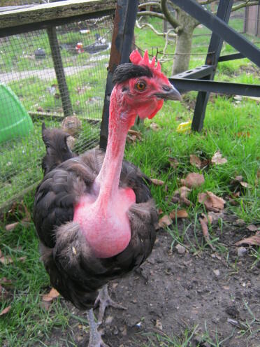 ozzie, our chicken who thinks she's a quail