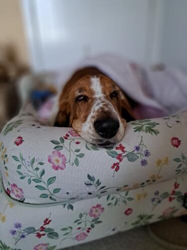 Cosy 