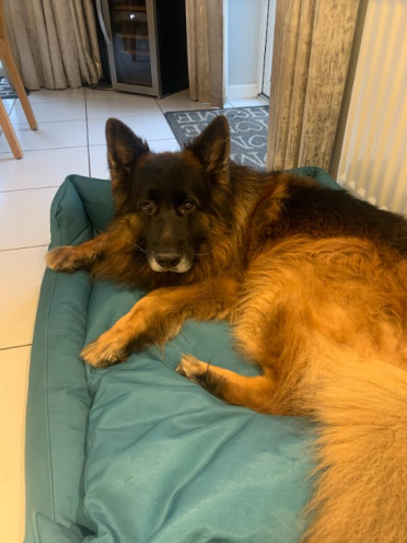 Thor loves his new bed!