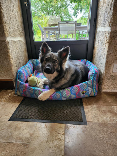 Sam in his cozy new home: adopted in less than a second!