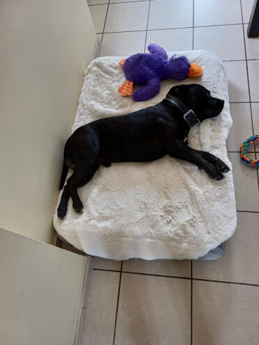 Basket Topology l with staffie