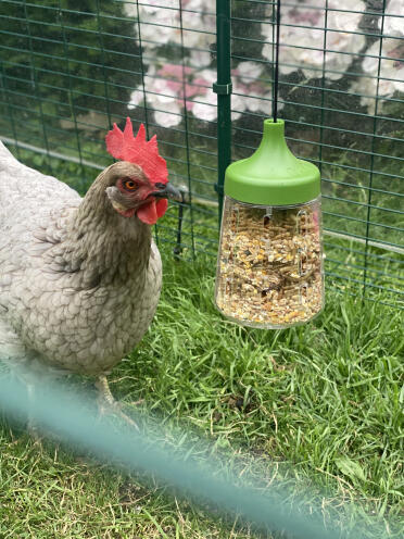 Pino enjoying the Pendant peck toy