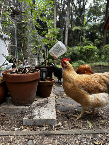 Peach pecking for treats 