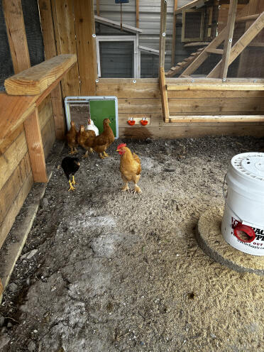 Truly the best chicken door available! 