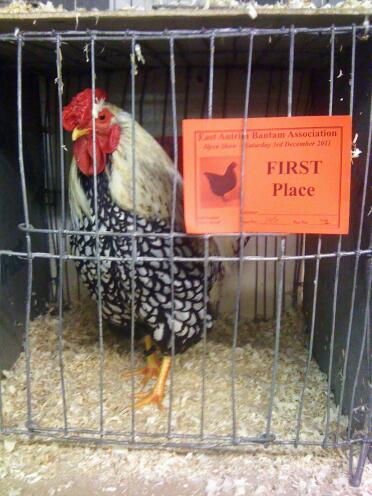 Silver laced wyandotte